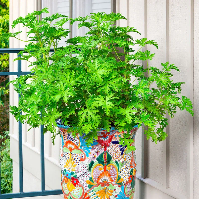 Citronella Plant