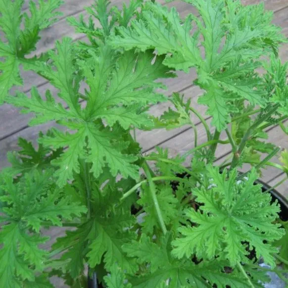 Citronella Plant