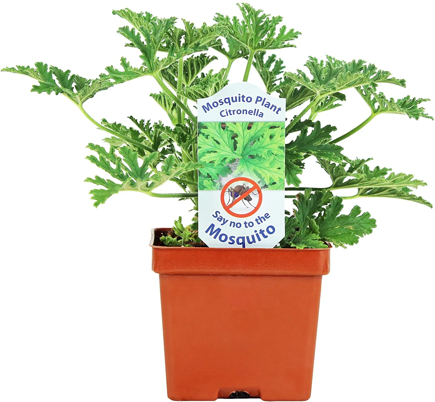 Citronella Plant