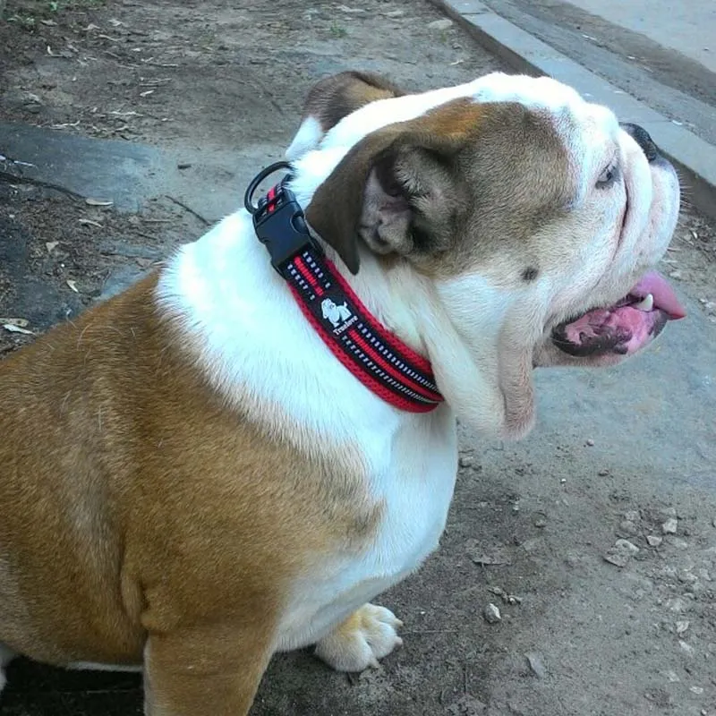 Everyday Reflective Collar