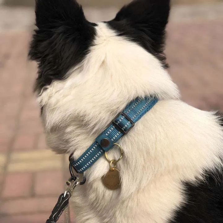 Everyday Reflective Collar