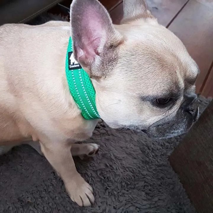 Everyday Reflective Collar
