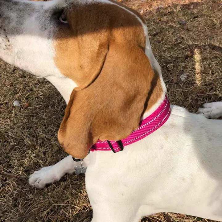 Everyday Reflective Collar