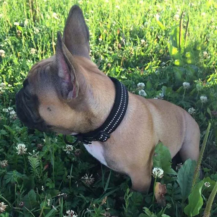 Everyday Reflective Collar