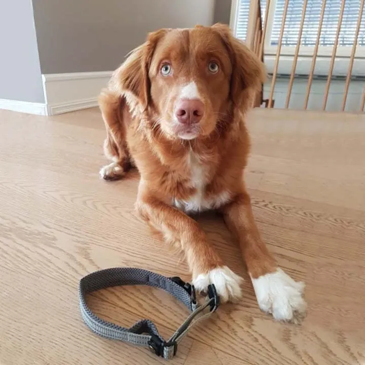 Everyday Reflective Collar