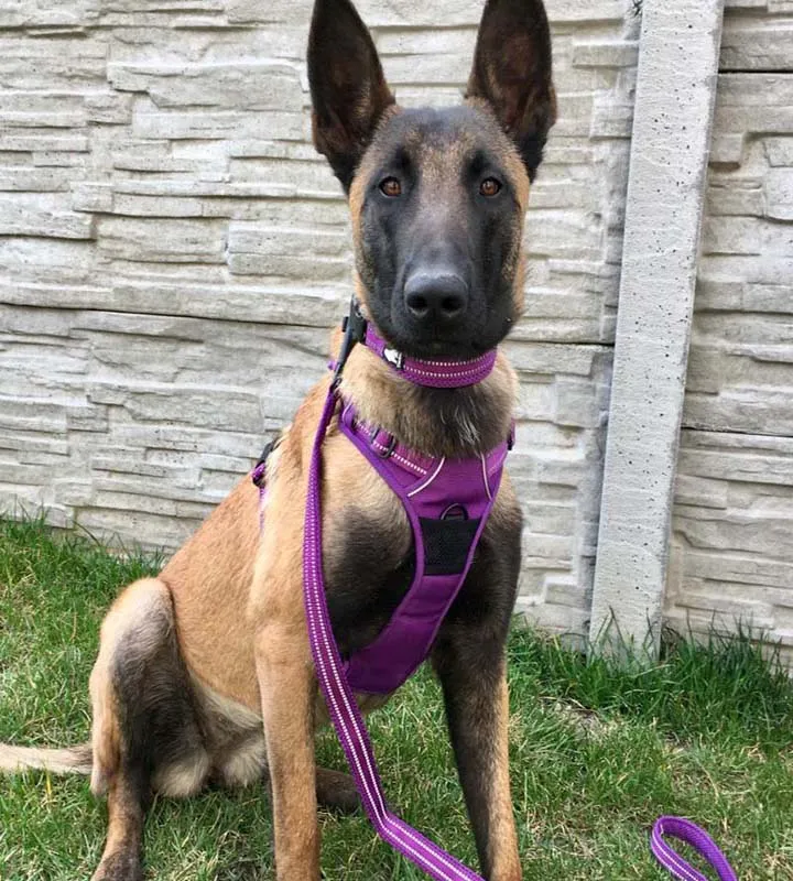 Everyday Reflective Collar